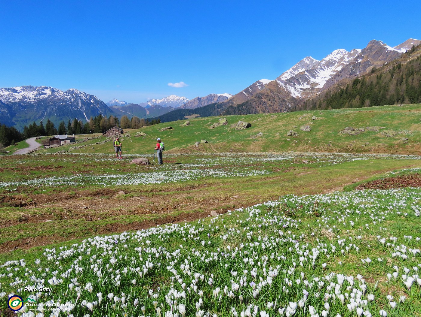 13 Bianco il Tre Signori, bianchi i crocus nell'erba verde.JPG